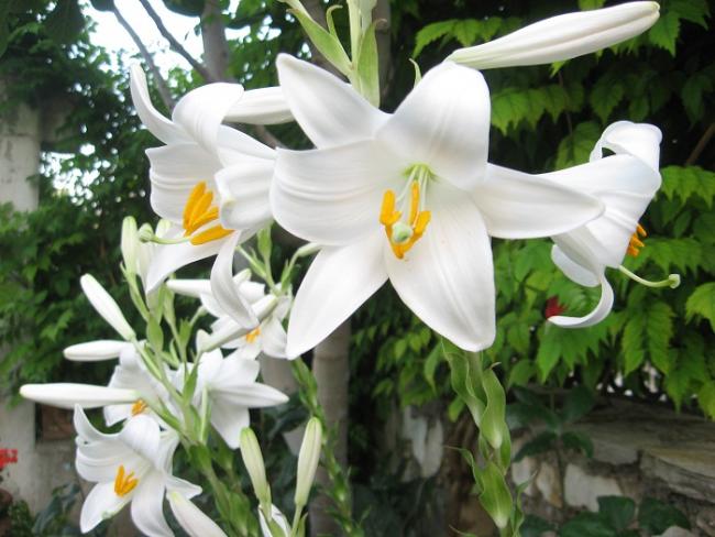 Name:  cennetkuu iei...mis zambak 021.jpg
Views: 10856
Size:  50.1 KB
