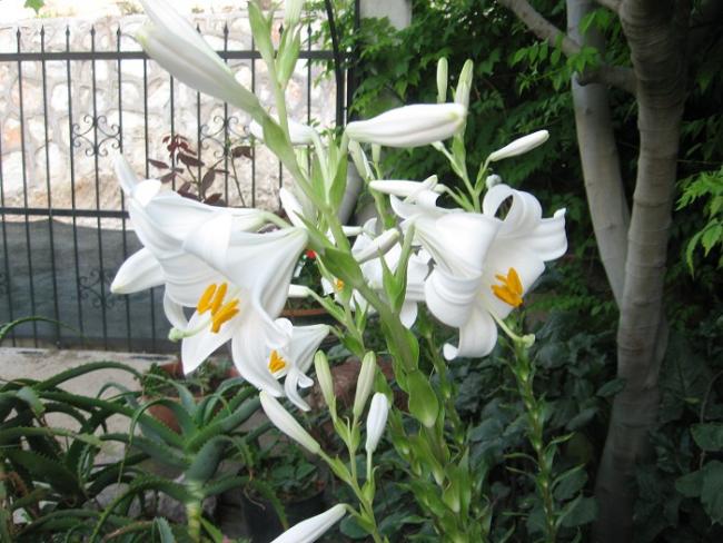 Name:  cennetkuu iei...mis zambak 026.jpg
Views: 6748
Size:  57.1 KB