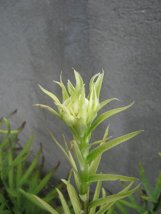 Name:  lilium1.JPG
Views: 2540
Size:  24.9 KB