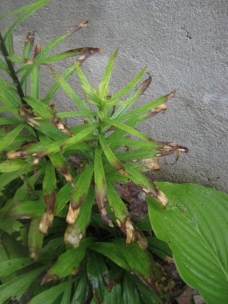 Name:  lilium2.JPG
Views: 2583
Size:  42.8 KB