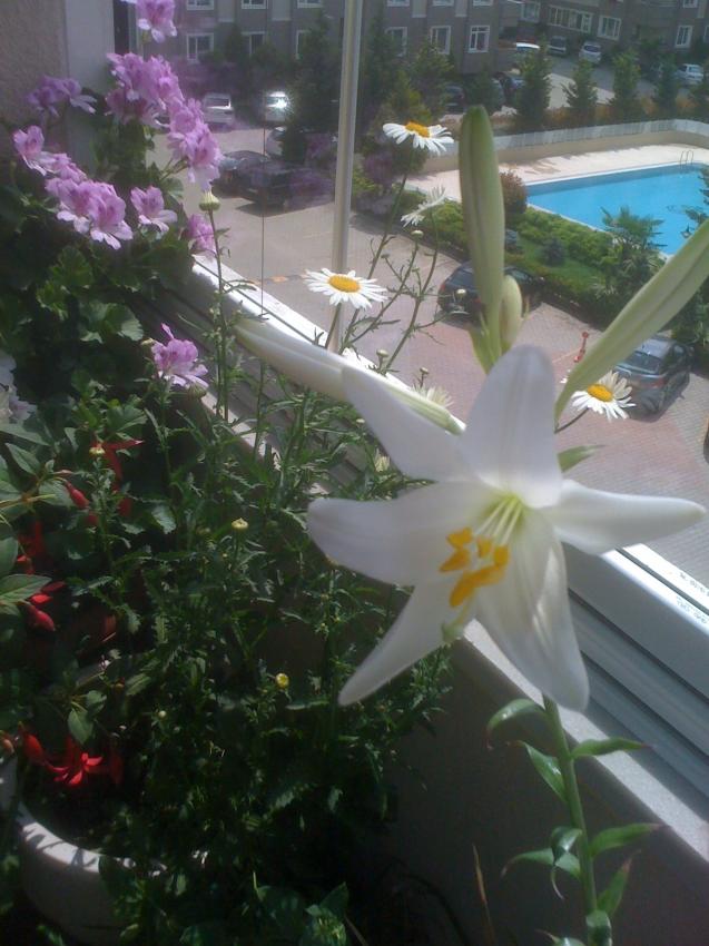 Name:  candidum.jpg
Views: 2280
Size:  70.3 KB