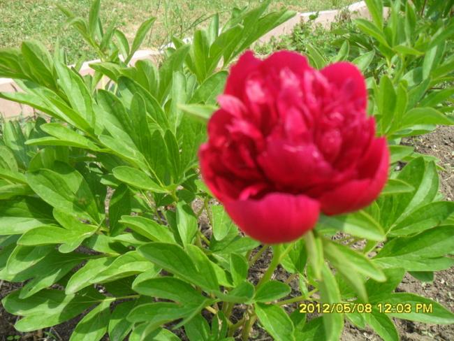 Name:  011.jpg
Views: 12038
Size:  61.7 KB