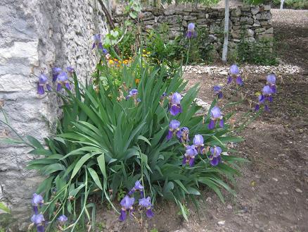 Name:  iris.JPG
Views: 1641
Size:  58.9 KB