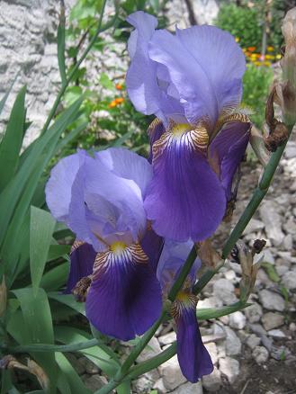 Name:  iris1.JPG
Views: 1670
Size:  39.7 KB