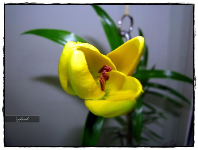 Name:  IMG_0242.jpg
Views: 1074
Size:  28.2 KB
