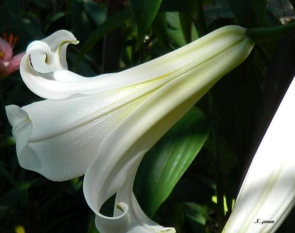 Name:  Kopyas Resim 018.jpg
Views: 1445
Size:  39.2 KB