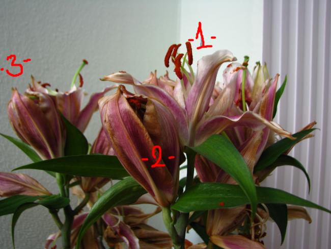 Name:  IMG_0683.jpg
Views: 1718
Size:  40.7 KB