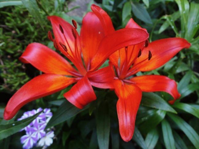 Name:  lilium1.jpg
Views: 1814
Size:  41.5 KB