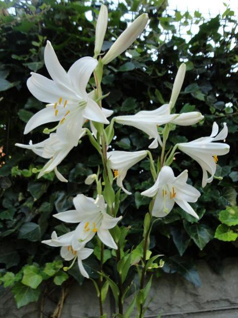 Name:  Lilium candidum.jpg
Views: 5293
Size:  56.6 KB