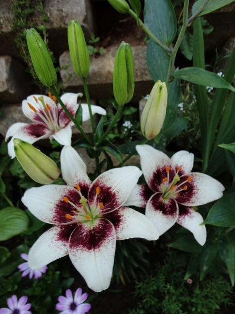 Name:  lilium white pixels.jpg
Views: 5379
Size:  49.7 KB