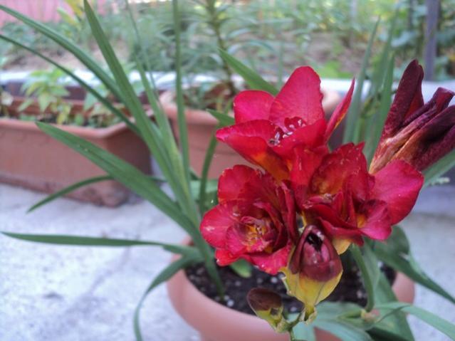 Name:  DSC03153.jpg
Views: 1670
Size:  39.7 KB