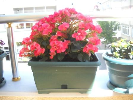 Name:  DSCN2707.jpg
Views: 4137
Size:  62.6 KB