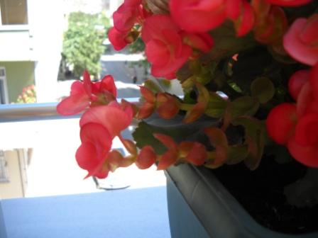 Name:  DSCN2709.jpg
Views: 3166
Size:  56.3 KB