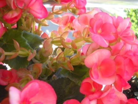 Name:  DSCN2710.jpg
Views: 3163
Size:  63.3 KB