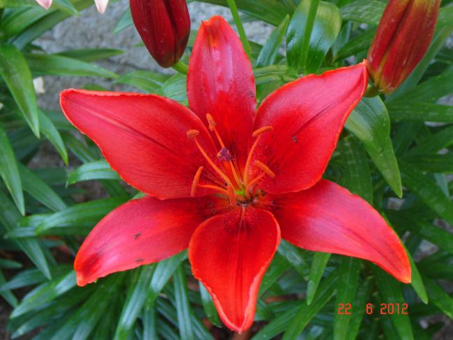 Name:  DSC03776.jpg
Views: 1359
Size:  45.7 KB