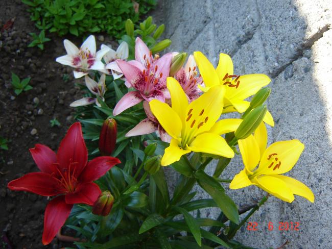 Name:  DSC03774.jpg
Views: 1208
Size:  59.4 KB