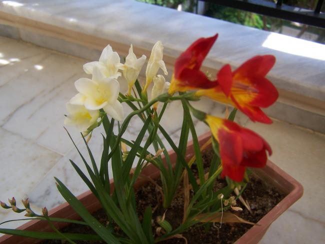 Name:  012.jpg
Views: 1538
Size:  38.9 KB