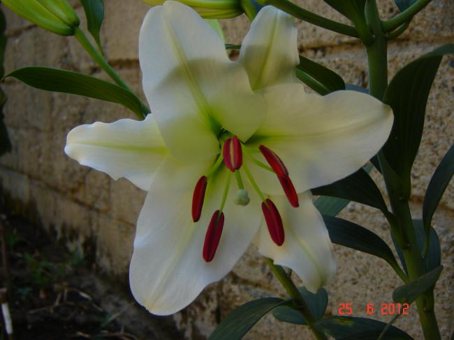 Name:  DSC03777.jpg
Views: 1125
Size:  35.4 KB