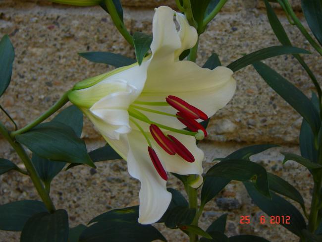 Name:  DSC03778.jpg
Views: 1114
Size:  41.4 KB