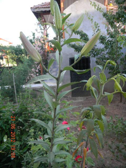 Name:  DSCN1650.jpg
Views: 1109
Size:  58.6 KB