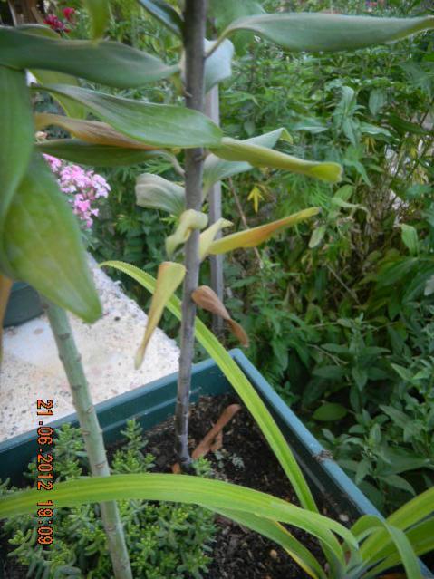 Name:  DSCN1652.jpg
Views: 1103
Size:  57.1 KB