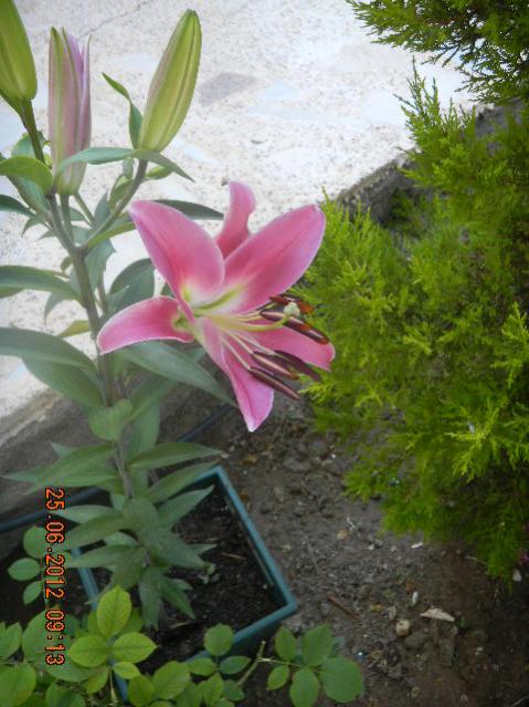 Name:  DSCN1812.jpg
Views: 905
Size:  53.4 KB