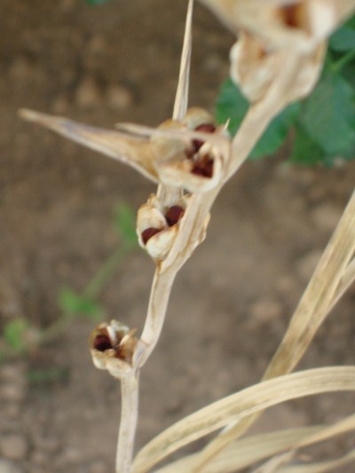 Name:  seeds (2).jpg
Views: 1586
Size:  31.4 KB