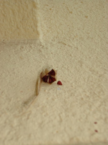 Name:  seeds (1).jpg
Views: 1525
Size:  41.7 KB