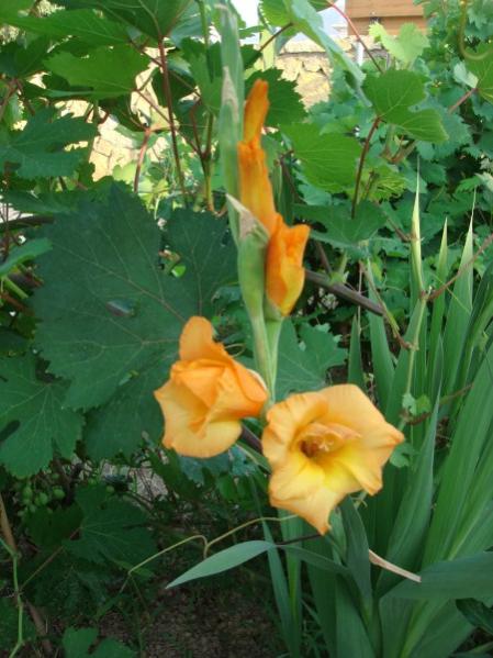 Name:  gladiolus.jpg
Views: 1581
Size:  46.7 KB