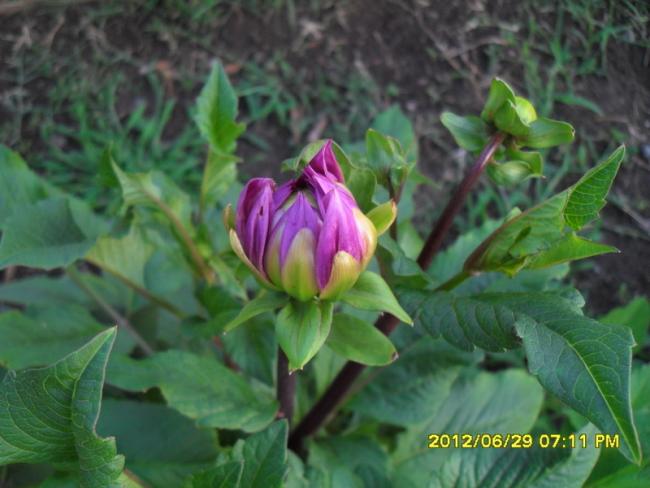 Name:  042.jpg
Views: 1478
Size:  41.9 KB
