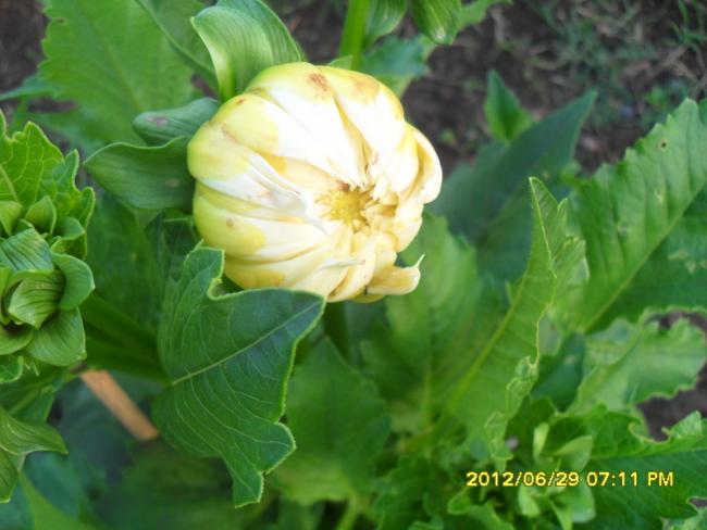 Name:  043.jpg
Views: 1449
Size:  39.2 KB