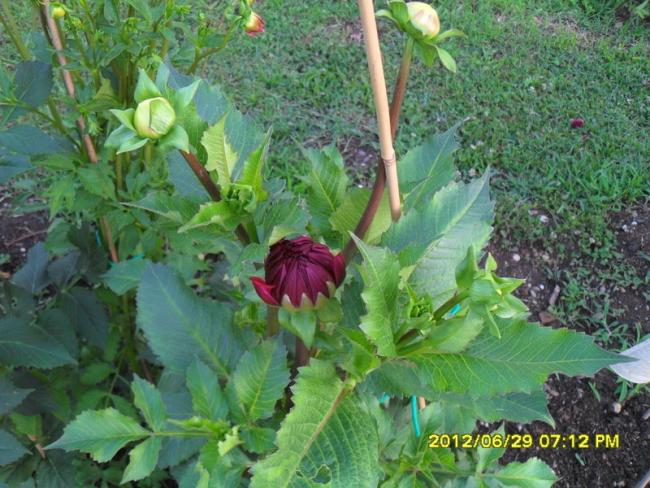 Name:  056.jpg
Views: 1213
Size:  65.6 KB