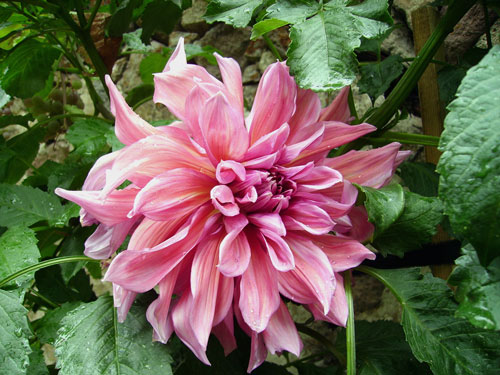 Name:  gl-kurusu-soan-iei.jpg
Views: 24144
Size:  66.3 KB