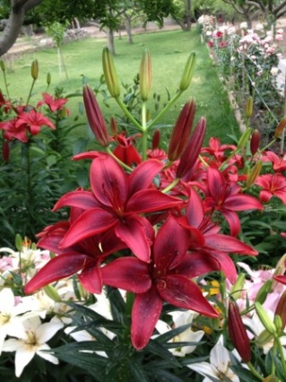 Name:  IMG_0266.JPG
Views: 888
Size:  64.2 KB