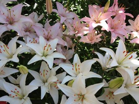 Name:  IMG_0416.JPG
Views: 874
Size:  42.7 KB