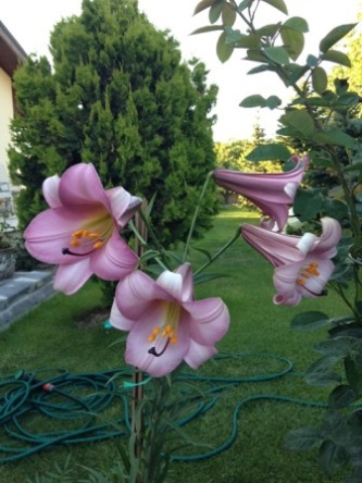 Name:  IMG_0388.JPG
Views: 871
Size:  59.2 KB