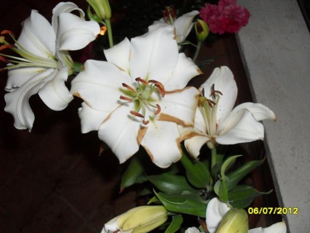 Name:  008.jpg
Views: 2825
Size:  34.8 KB