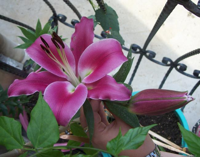 Name:  100_5864.jpg
Views: 1176
Size:  46.8 KB