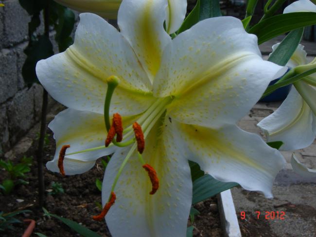 Name:  DSC03785.jpg
Views: 1216
Size:  39.1 KB