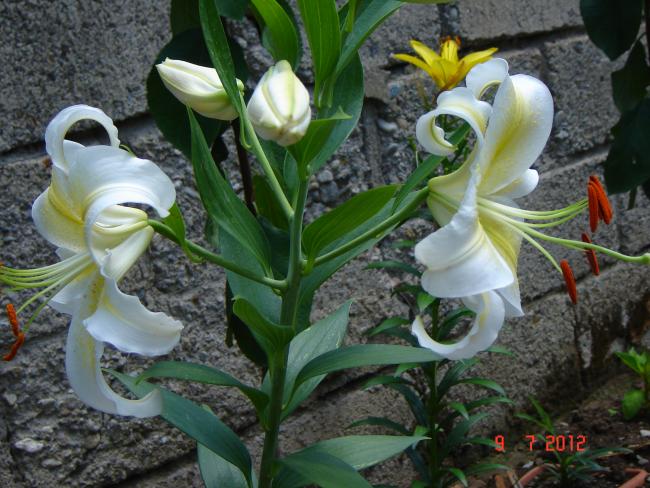 Name:  DSC03786.jpg
Views: 1309
Size:  59.8 KB