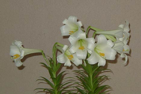 Name:  Lilium_longiflorum_dw.jpg
Views: 66432
Size:  16.6 KB