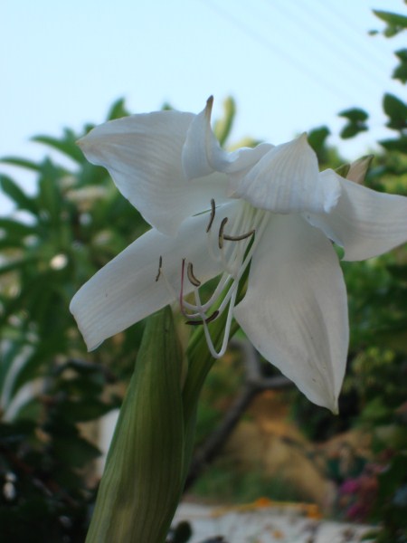 Name:  crinum.jpg
Views: 3567
Size:  38.8 KB