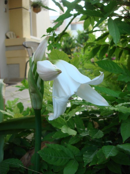 Name:  fragrant.jpg
Views: 2775
Size:  59.6 KB