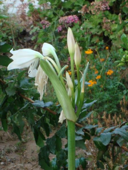 Name:  buds.jpg
Views: 2643
Size:  46.6 KB