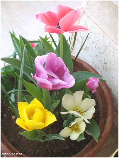 Name:  lale3.jpg
Views: 1223
Size:  53.8 KB