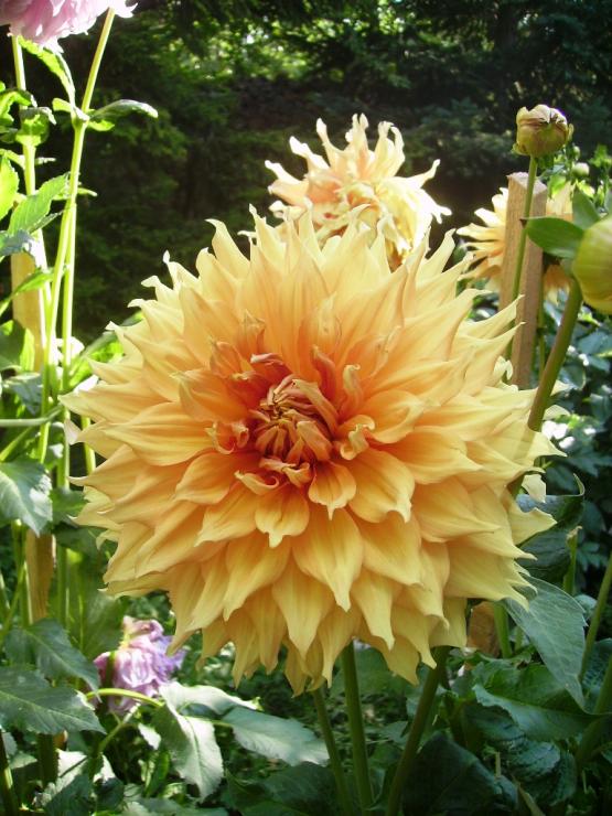 Name:  2012 soan iekleri 040 yaplan.jpg
Views: 2595
Size:  75.7 KB