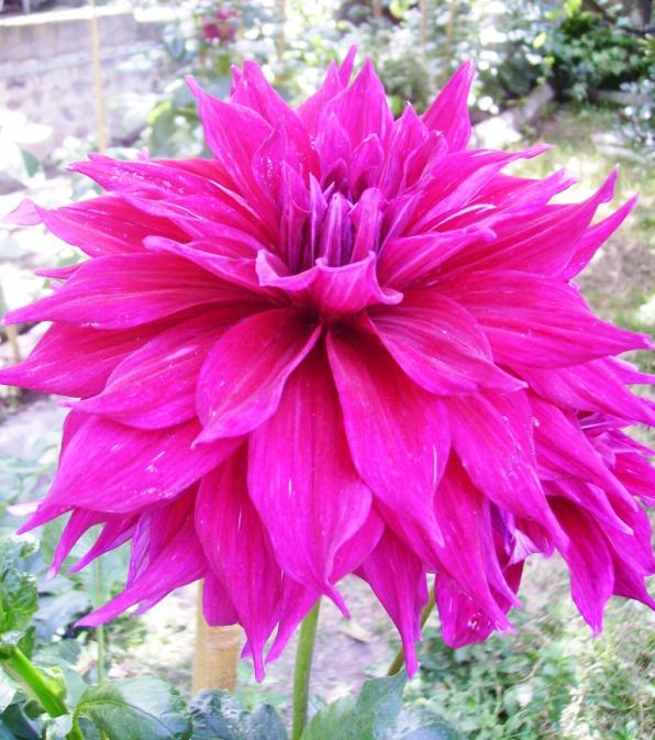 Name:  babylon yaplan.jpg
Views: 1131
Size:  73.3 KB
