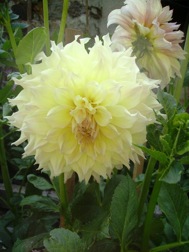 Name:  erciyes ebruli yaplan.jpg
Views: 1129
Size:  68.0 KB