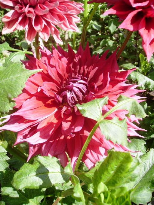 Name:  erciyes krmz 2 yaplan.jpg
Views: 1128
Size:  78.1 KB