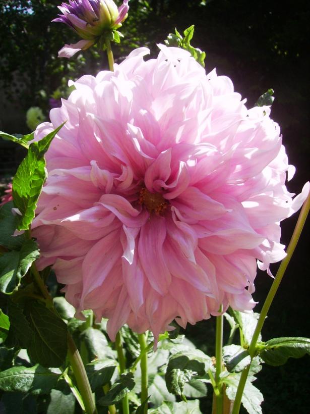 Name:  erciyes lila 2 yaplan.jpg
Views: 1120
Size:  72.1 KB